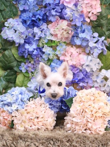 20250614小梅ちゃん